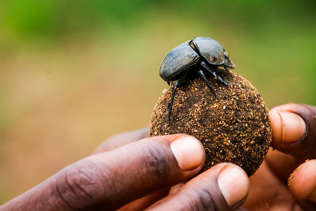 person holding black beetle and poop